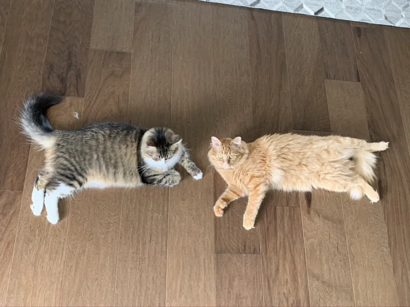 The two cats side by side