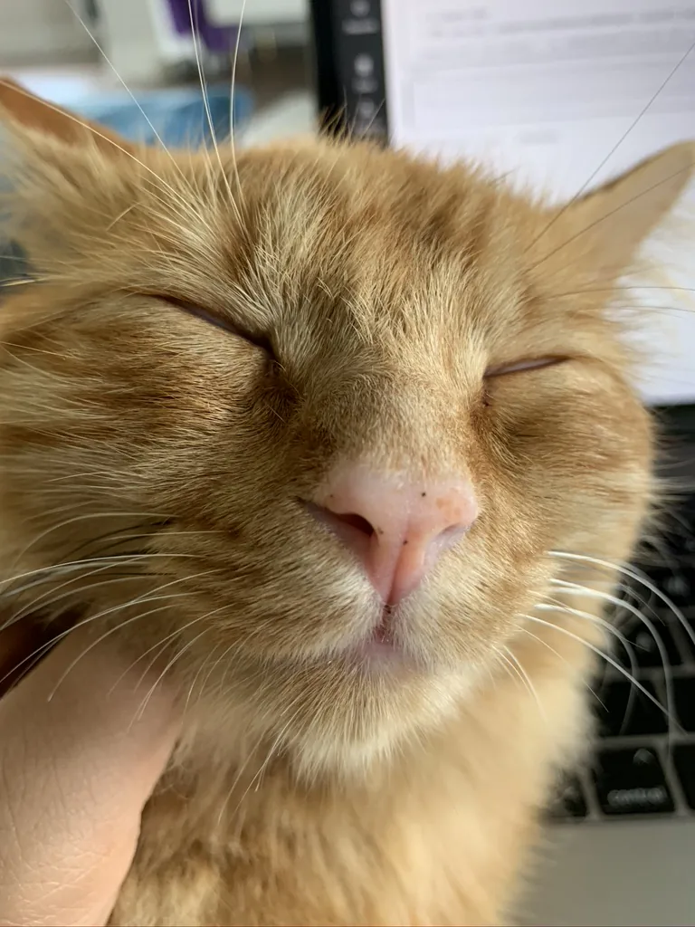 A deep orange cat