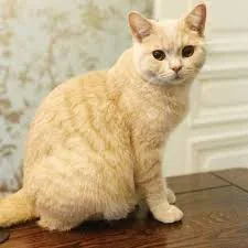 A light orange cat
